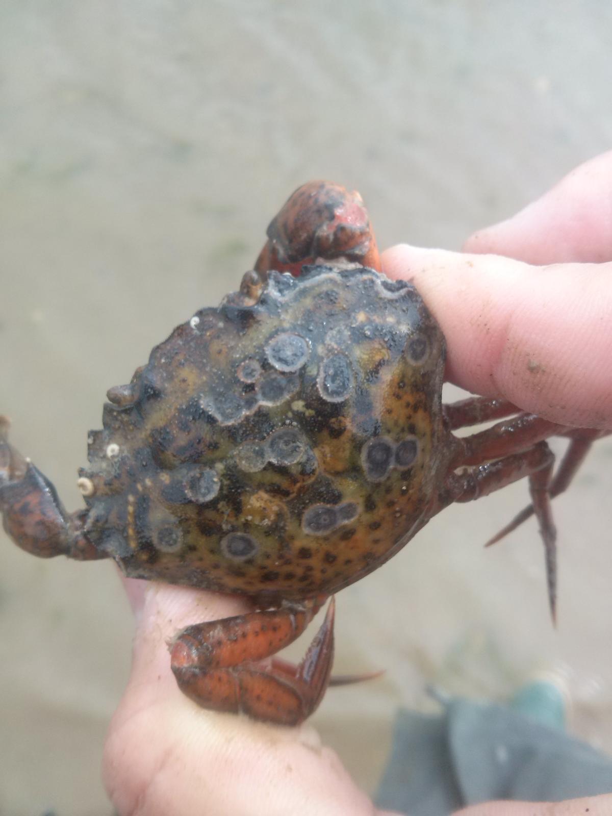 Qu'a-t-il bien pu arriver à ce crabe enragé (Carcinus maenas) ?