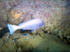 Qu'el est ce poisson ?