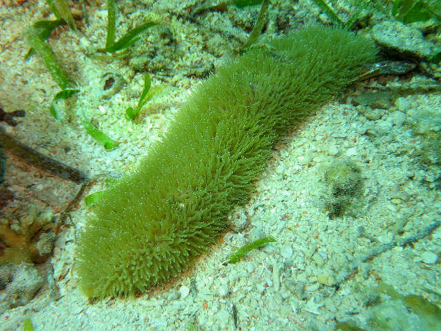 <p>Effectivement il s'agit du corail champignon taupe, Polyphyllia talpina, présent dans toutes les mer chaudes. Vous devez avoir une couleur blanc...