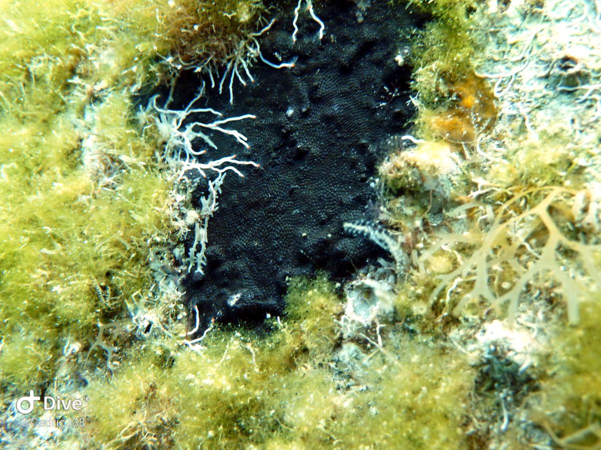 <p>A moins que ce soit une forme de lichen ??? </p><p>Ça ressemble à cette photo prise au palier à 4m</p>