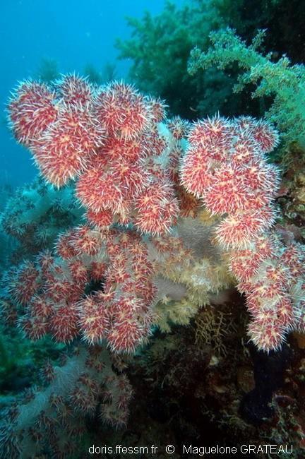 <p>Bonjour Marion,<br>Cela ressemble fortement à un alcyonnaire, un corail mou, style <em>Dendronephthya</em> sp<em>. </em>ou proches.</p>
