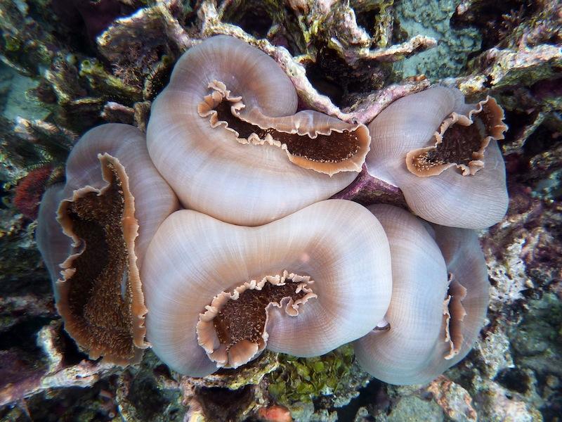<p>C'est un cnidaire, un hexacoralliaire proche des coraux durs et des anémones, mais il est dépourvu de squelette. Il fait partie du groupe des Co...
