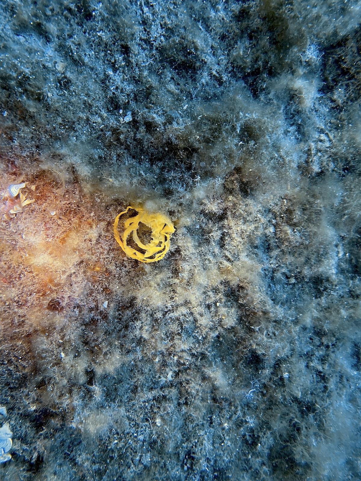 Qu'est-ce donc ? vu en Méditerranée