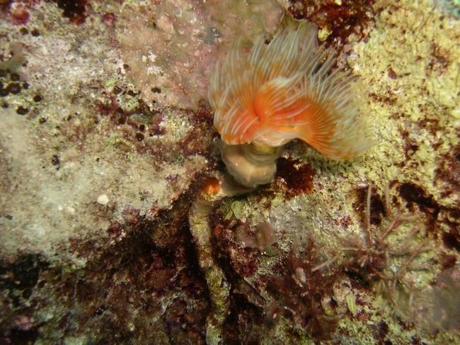 C'est vrai que la ressemblance est troublante.<br /><br />Seulement sur ma photo (ratée) , le centre est orangé et le pourtour blanchâtre.<br /><br...