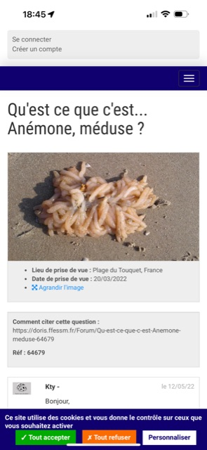 <p>Je viens de trouver la même méduse ( peu courante) sur la plage de SAINT JACUT ( Bretagne nord ). Elle a été identifiée sur FRANCE BLEU NORD </p>