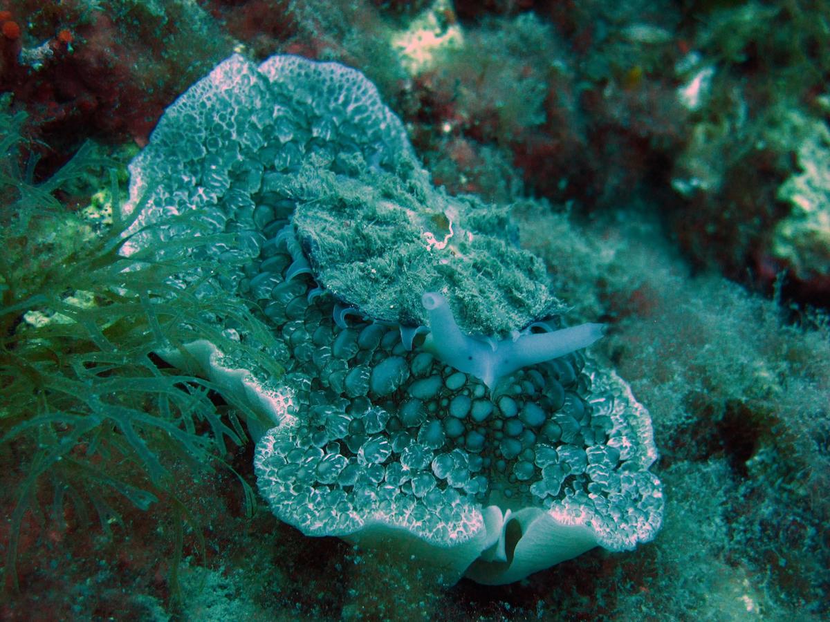 Qu'est ce que c'est ? Dendrodoris grandiflora (Doris grande fleur)?