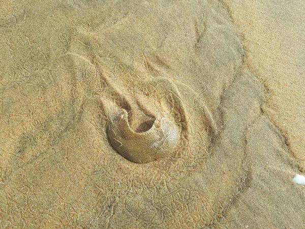 Qu'est ce que c'est ? Il y en avait plusieurs sur la plage