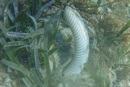 Qu'est ce que c'est que ça?