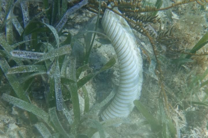 Qu'est ce que c'est que ça?