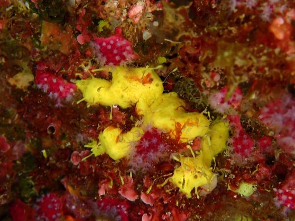 qu'est ce que c'est que l'espèce en jaune 