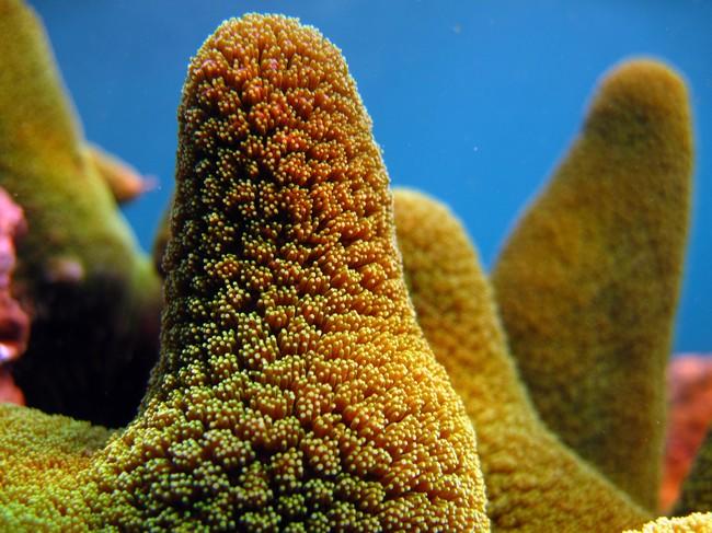 Bonjour,<br /><br />Je plonge sur la péninsule de Musandam (north Oman) et je pense que cette "moquette verte" pourrait être Stylophora pistillata....