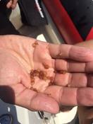 qu'est-ce que ces petites boules flottant par milliers dans les eaux corses ?