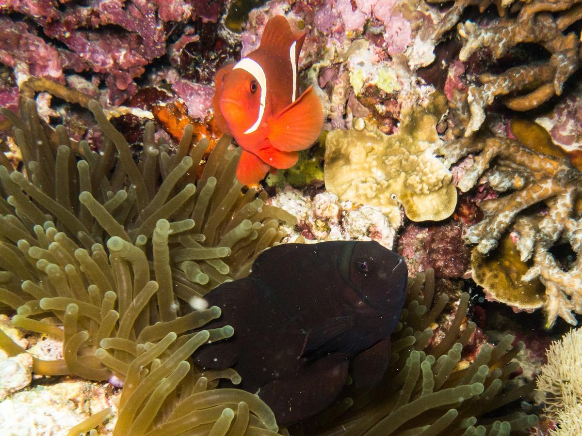 <p>Bonjour Louise, </p><p>Une piste, peut être que ce poisson-clown à joue épineuse, <em>Premnas biaculeatus</em>, est en phase de transition, et q...