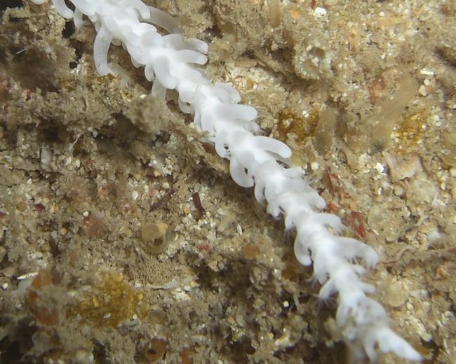 La partie des polypes n’est pas super nette ! j’ai fais que deux photos du spécimen, pas mieux pour l’identif.