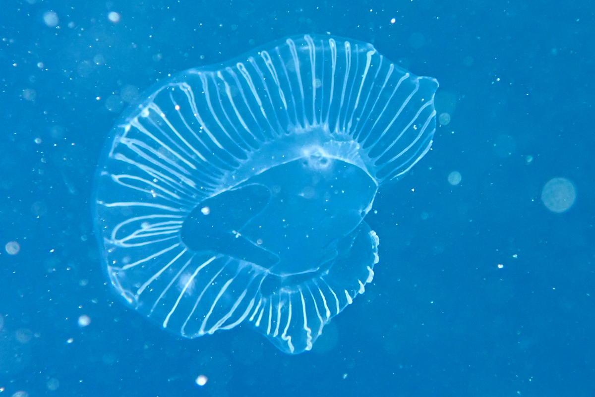 qu'est cet animal (hydro meduse??)