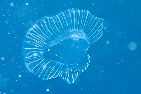 qu'est cet animal (hydro meduse??)