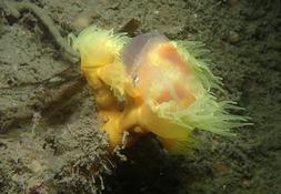 Quand le Corail jaune arborescent casse la croûte