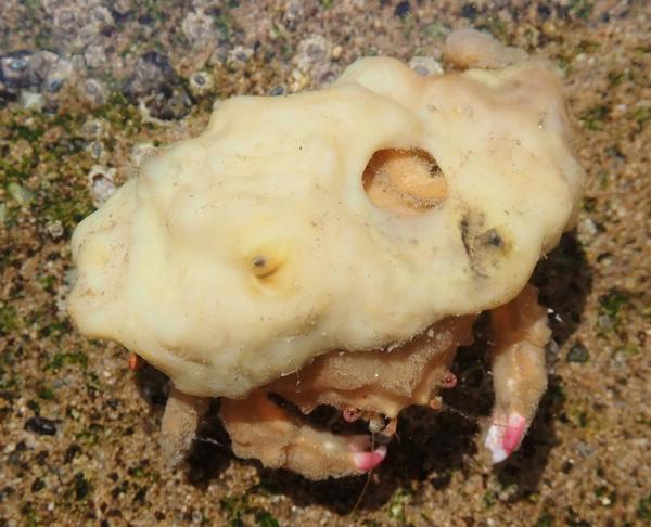 Qué especie de porífero es el que tapiza a Dromia personata?