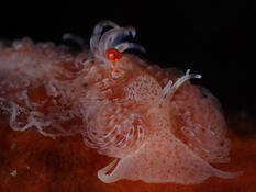 Que s'est-il passé et quelle est la chose rouge enroulée qui est sortie du nudibranche?