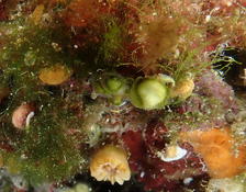 que sont ces organismes?