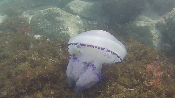 Que vient faire cette méduse dans le Sud de la France ?