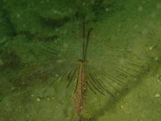 Quel annélide polychète du bassin d'Arcachon