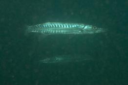 Quel barracuda ? Mayotte