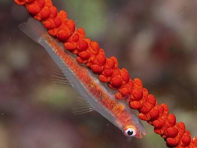 J'ai une photo semblable prise dans le nord de la mer Rouge en 2009. A l'époque je l'avais identifié comme B. erythrops. Fishbase (au contraire du...