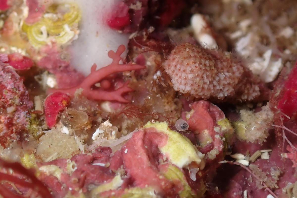 Quel bryozoaire ?