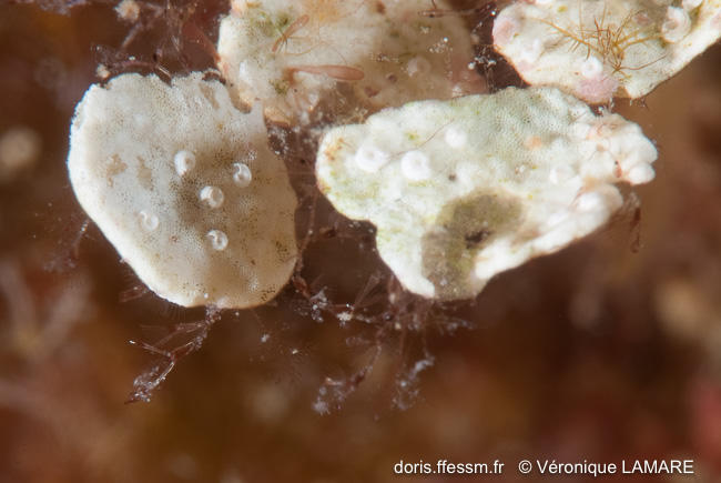 Quel bryozoaire ?