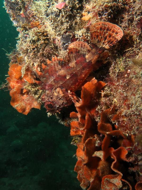 Quel bryozoaire ?