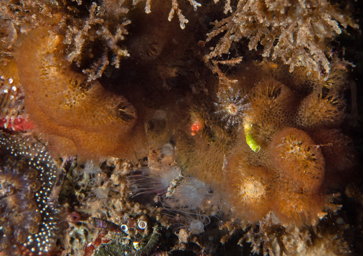 Quel bryozoaire?