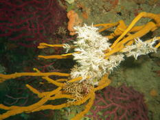 Quel Bryozoaire ? Smittina ou Adeonelle sp. ?