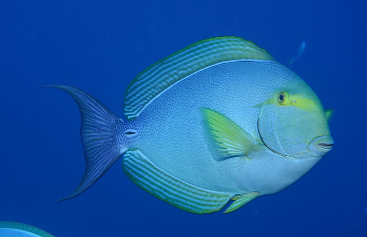 <p>Les 2 (xanthopterus et mata) sont proches, je vous donne les 2 descriptions de REEF FISH identification:</p><p>mata: Corps mince, pâle à bleuâtr...