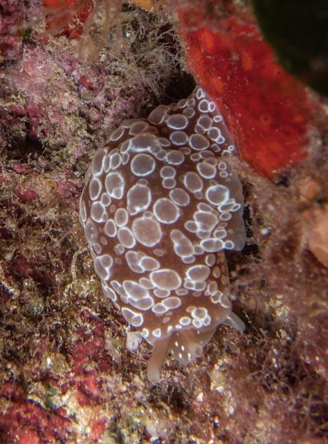 quel chromodoris  est-ce ?