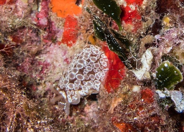 <p>je voulais plutôt dire Discodoris mais je laisse les experts dire...</p>