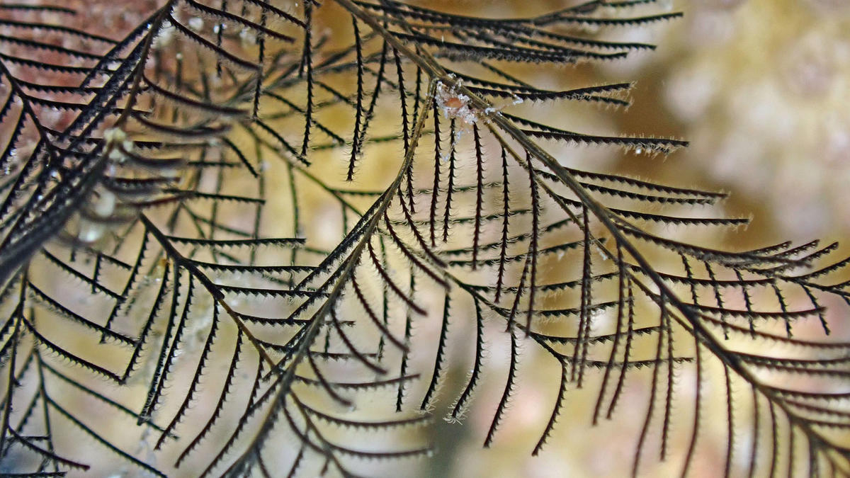 Quel cnidaire et quel arthropode ?