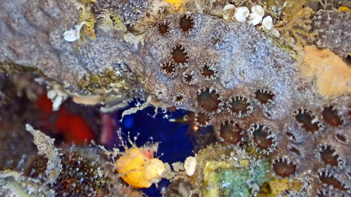 Quel cnidaire ou autre ?