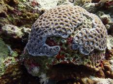 Quel corail ?