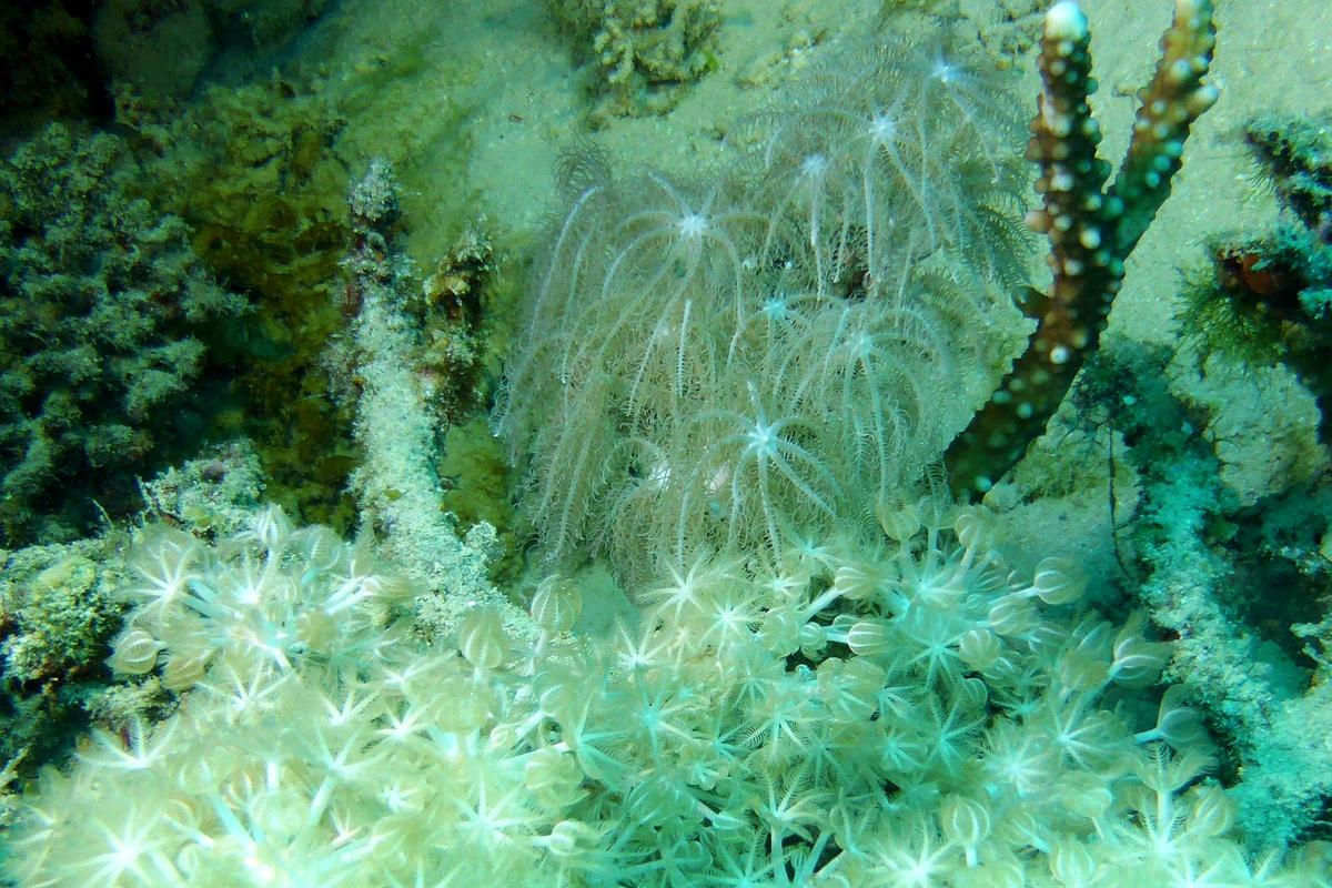 Quel corail ?