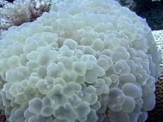 Quel corail à bulle ?
