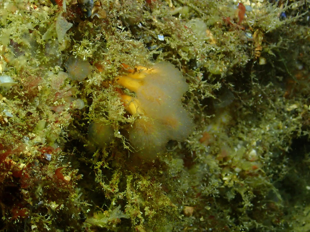 quel corail est ce ?