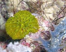 Quel corail ?