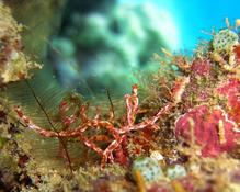 Quel corail ?
