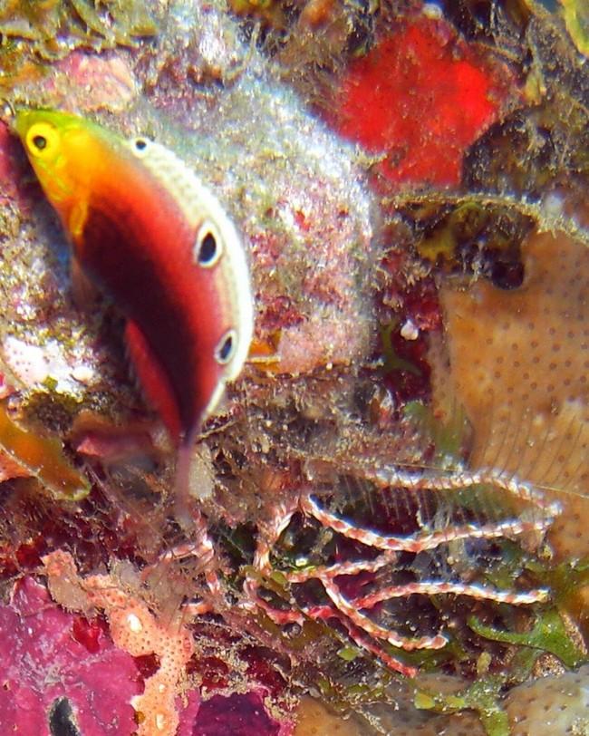 Bonjour,<br />Par un heureux hasard, en prenant un cliché de ce poisson juvénile, je constate en visionnant les images sur mon PC ;<br />-    la pr...
