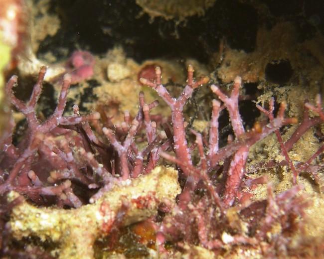 Juste a proximité, ce genre de corail est présent <br /><br />