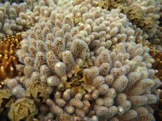 quel corail ?