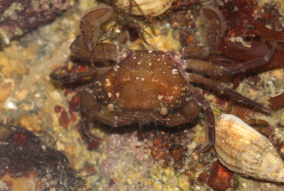 Quel crabe?