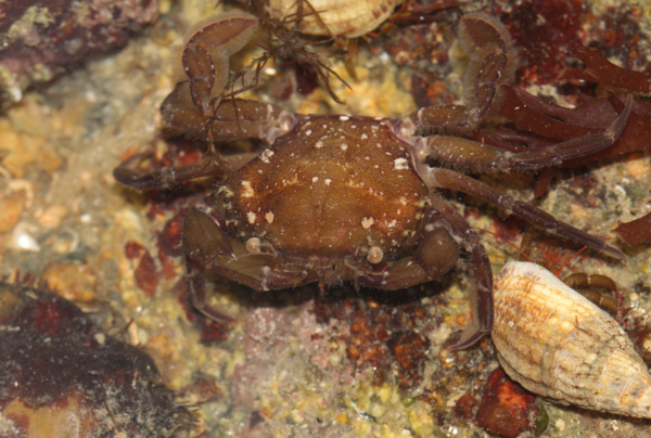Quel crabe?