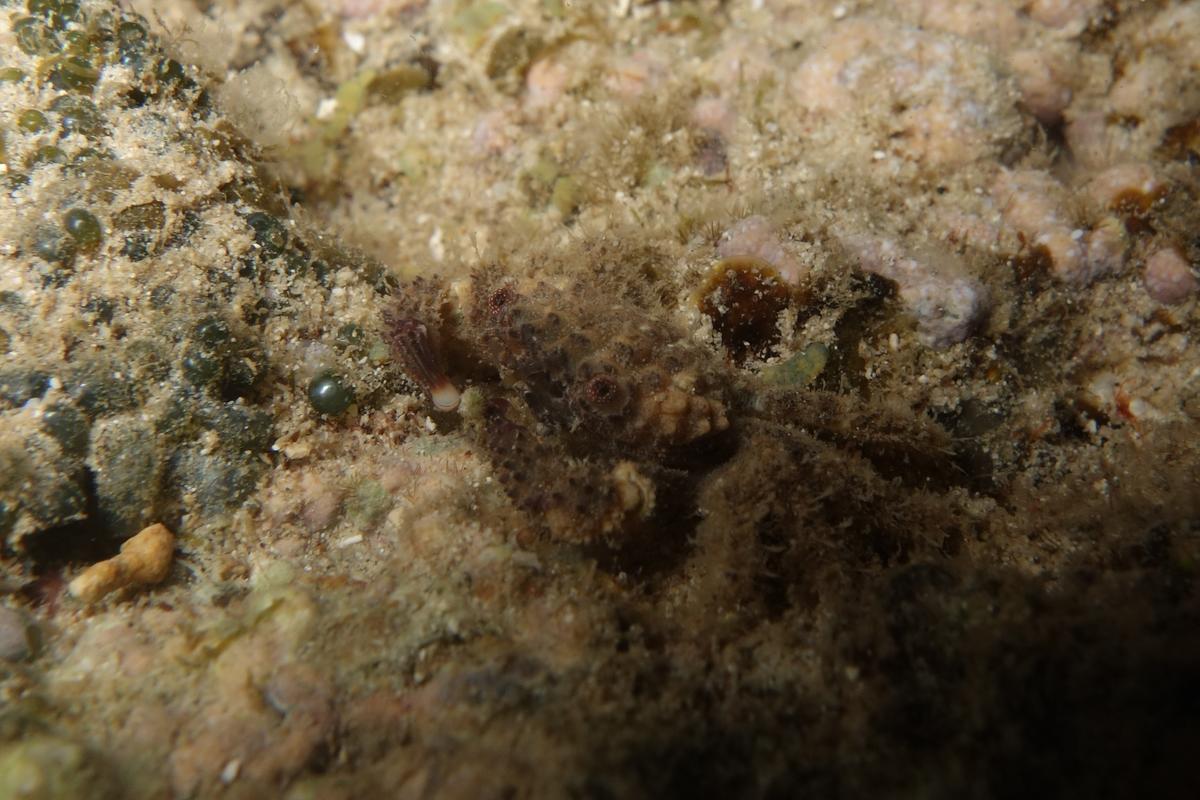 <p>J'ai aussi une photo de crabe avec des poils prises à Mayotte en surface.Est-ce le même ?</p>